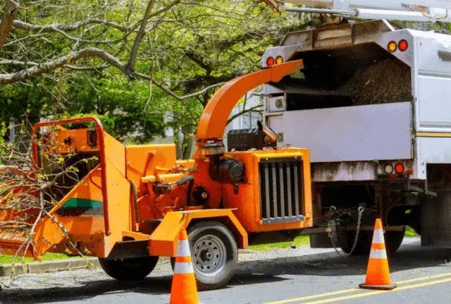 tree removal norfolk
