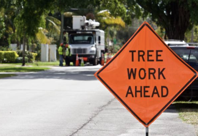 tree removal Walpole ma
