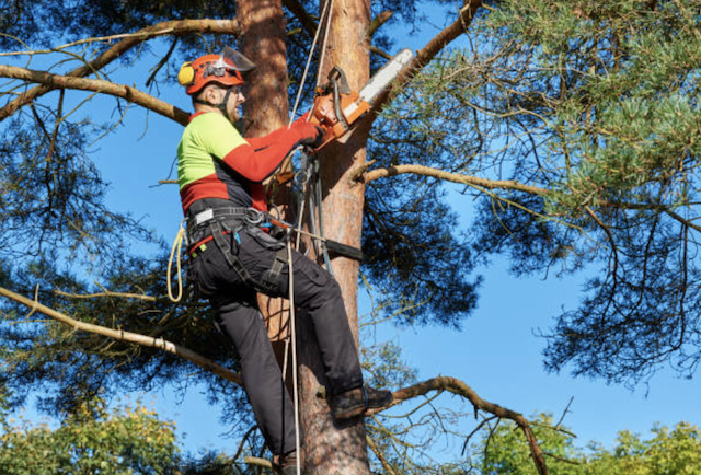 tree trimming Walpole ma