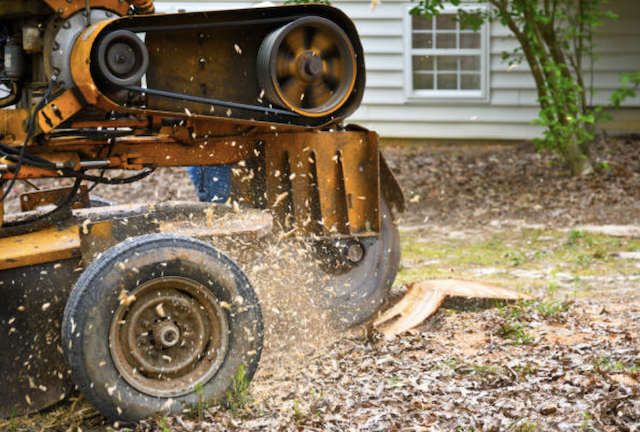stump grinding norfolk ma