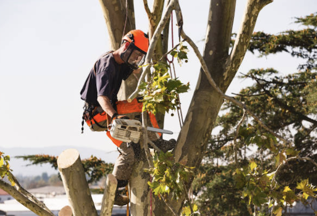 tree removal norfolk