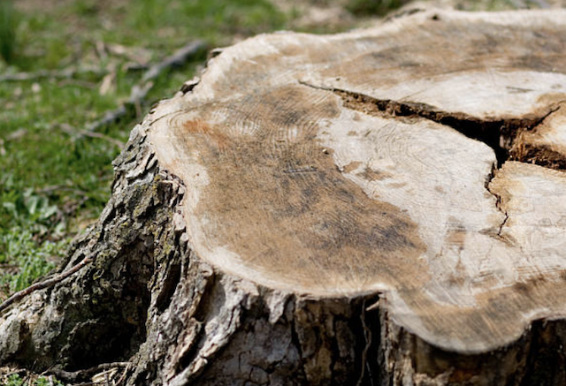 stump grinding Walpole ma